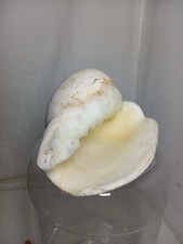 Large Vintage Queen Conch Shell Decor Pink Nautical Beach Natural Sea Coast Vgc