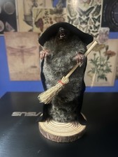Taxidermy witch mole - taxidermy,