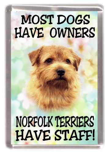 Norfolk terrier dog fridge - norfolk,