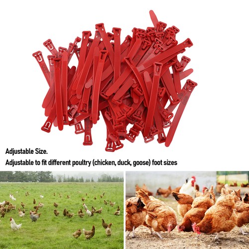 Chicken leg rings plastic - rings,