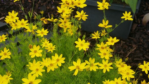 Coreopsis verticillata