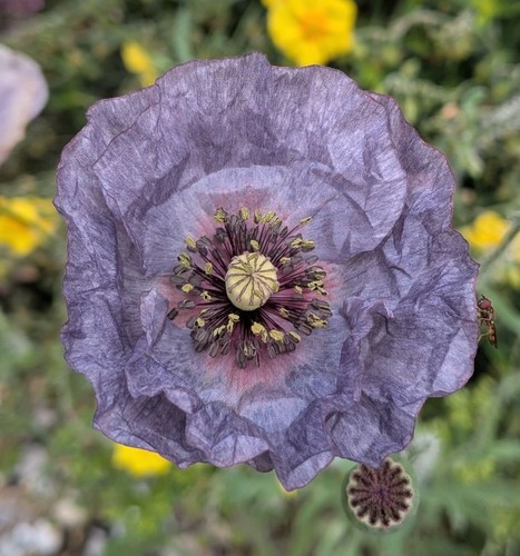 Papaver rhoeas amazing - ,