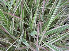 Phalaris arundinacea var picta (Gardener’s garters) - Marginal Pond Plants  -...
