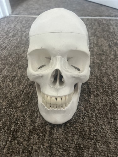 Life size human anatomical - life,