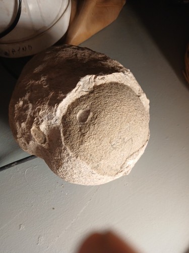 Fossilized hadrosaur dinosaur - fossilized,