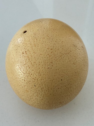 Ostrich egg blown - egg,