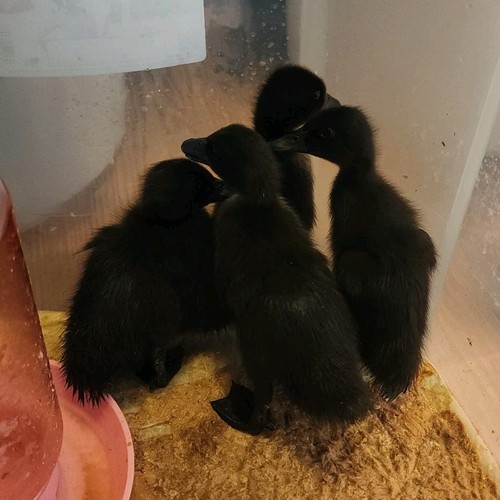 Cayuga duck hatching eggs - duck,