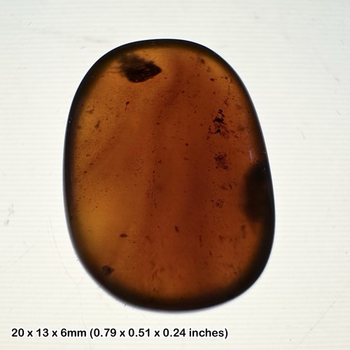 Burmese cretaceous amber - , with