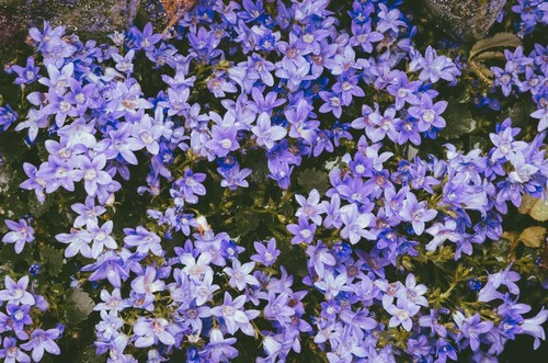 Campanula poscharskyana