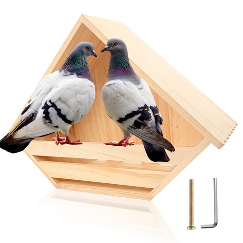 Cedar dove nesting bird - dove,