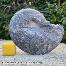 Oxynoticeras Pyrite Fossil Ammonite - Disc Shape - Jurassic UK - Upper