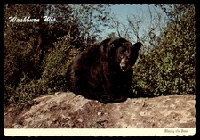 Postcard Black Bear in