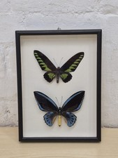 Ornithoptera Priamus