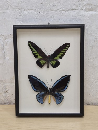Ornithoptera priamus - ornithoptera,