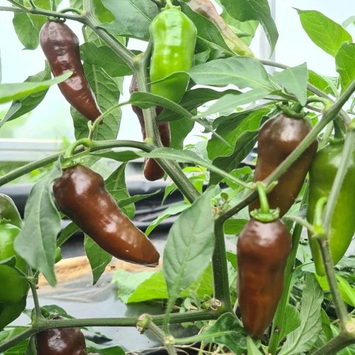 Chilli pepper coffee - chilli, 8