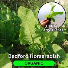 Organic Bedford Horseradish