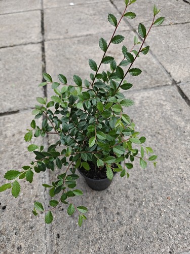 Chinese elm ulmus - elm, parvifolia