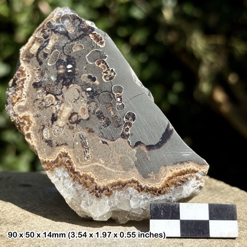 Promicroceras ammonite fossil - promicroceras,