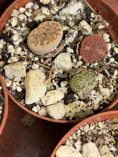 Lithops living stone - living,