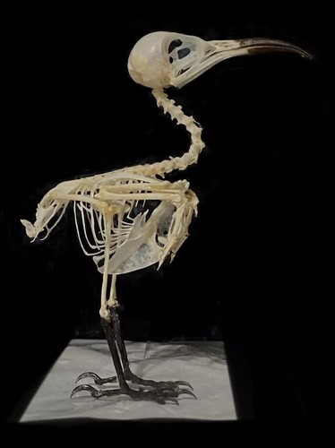 Skeleton bee eater real - .,