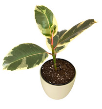 Ficus elastica Tineke -