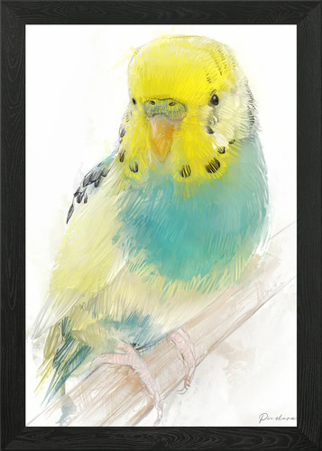 Yellow and blue budgie - blue,