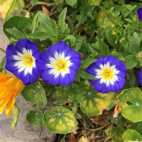Convolvulus royal ensign - convolvulus,