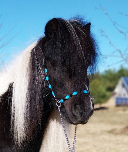 Miniature horse show halter - show,
