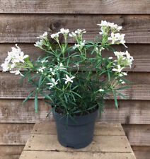 Choisya White Dazzler 2 Litre