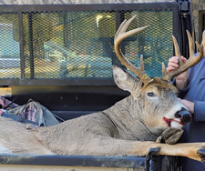wisconsin whitetail deer cape