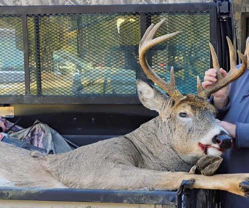 Wisconsin whitetail deer - wisconsin,