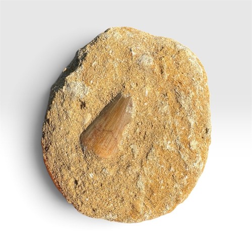 Mosasaur tooth fossil - fossil, in