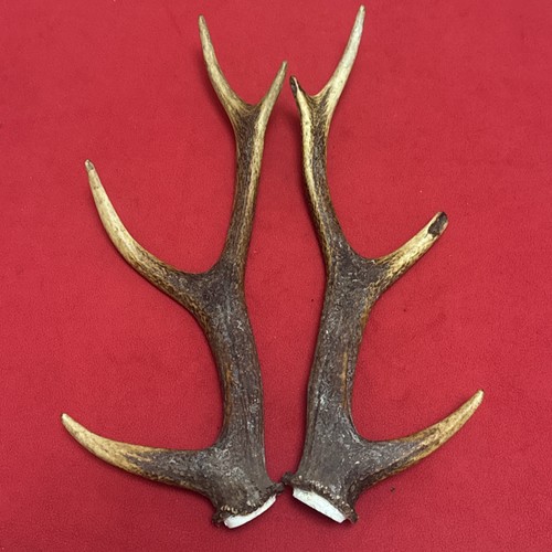 Pair sika deer - deer, antlers