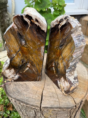 Petrified wood fossil bookends - wood,