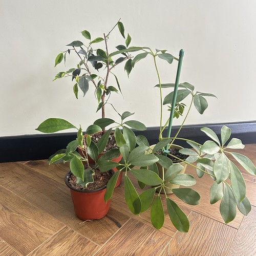 Indoor houseplant starter trio - houseplant,