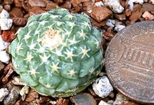 Cactus Plant - Strombocactus