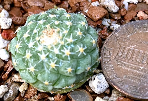 Cactus plant strombocactus - cactus,