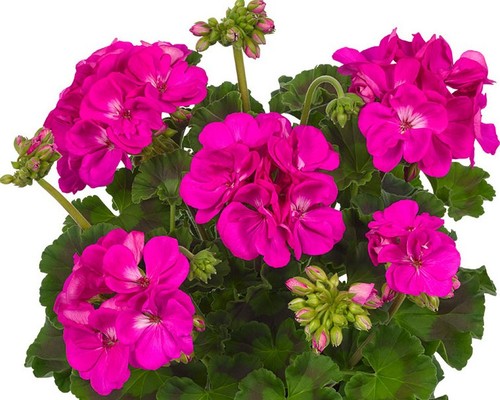 Geranium pelargonium purple - pelargonium,