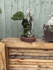 Itoigawa Juniper rock planting