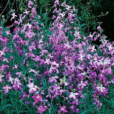 20 X SEEDS NIGHT SCENTED STOCK