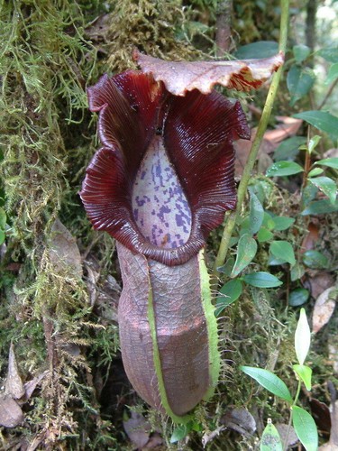 Nepenthes naga carnivorous - nepenthes,
