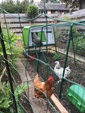 Eglu Omlet Cube Large Chicken