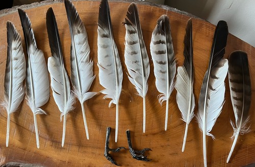 British buzzard feathers - buzzard, and