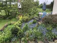 Myosotis Sylvatica - Forget me not Hardy Plants X 5 Biennial Blue Spring
