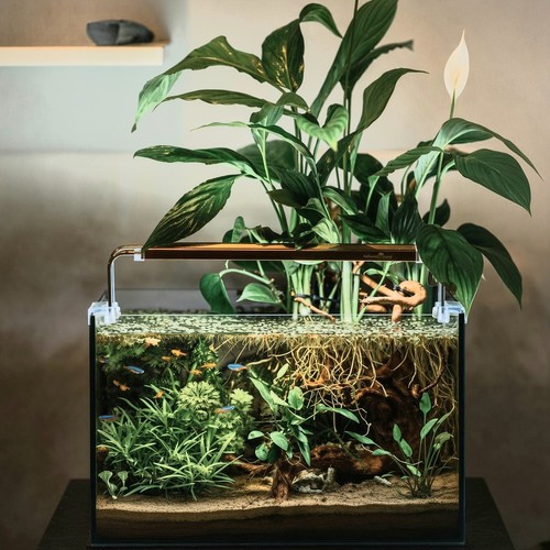 Peace lily roots - x, &