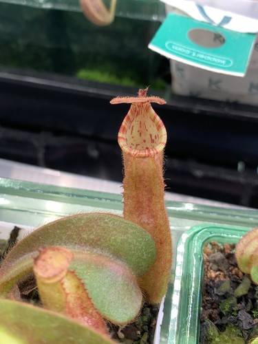 See grown nepenthes - grown,