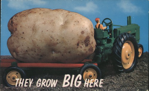 Exaggeration giant potato - giant,