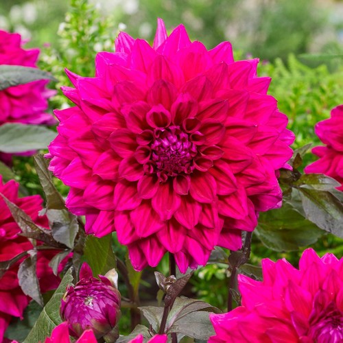 Engelhardts matador pink - engelhardts,