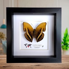 Framed Cymothoe Egesta