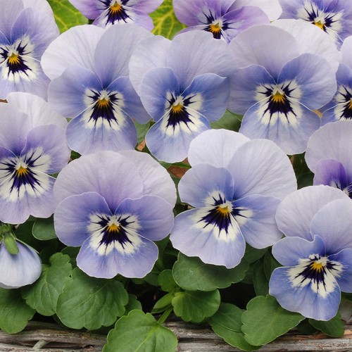 Winter flowering viola - winter,